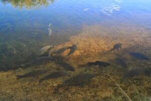 The Carp Society – Horseshoe Lake