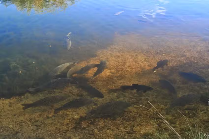 The Carp Society – Horseshoe Lake