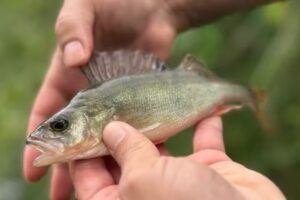 The Fishing Experience