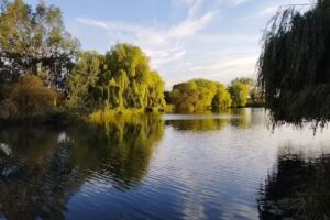 The Mill Carp Fishery