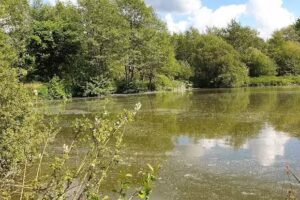 Thorpe Underwood Meadows