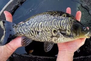 Village Hall Fishing Pond