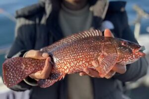 We Are Black Fish – Fishing Experiences