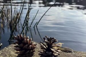 Wharncliffe Fly Fishery
