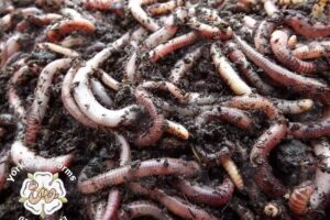Yorkshire Worms
